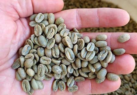 Rare Panama Geisha beans