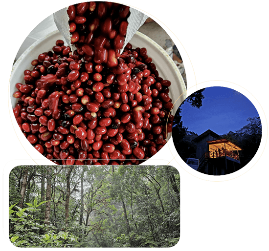 the essence of legre The essence of Legre start from Misty Mountain in Panama with Spirit of Longboard